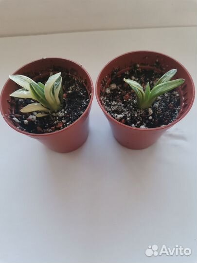 Haworthia retusa variegata