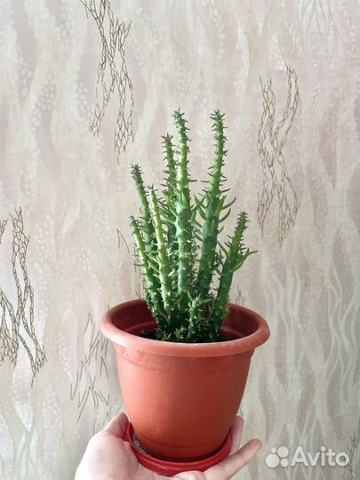 Кактус