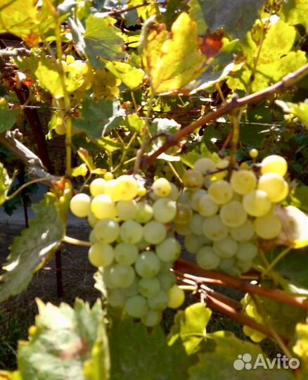 Виноград