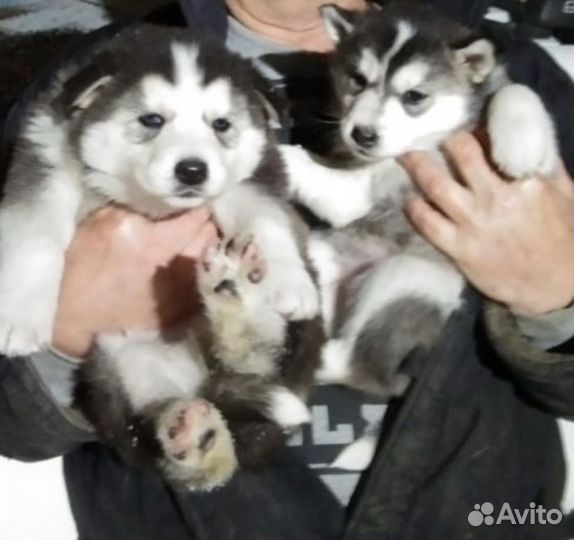 Щенки хаски