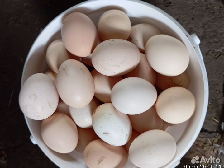 Инкубационное яйцо куриное