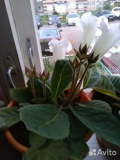 Продаю каланхоэ,алоэ, чайный гриб,фиалку,глоксинию