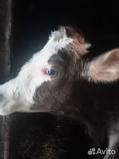 Тёлка 6 месяцев