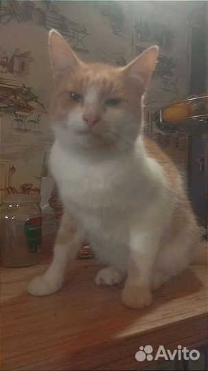 Кошка в дар бесплатно