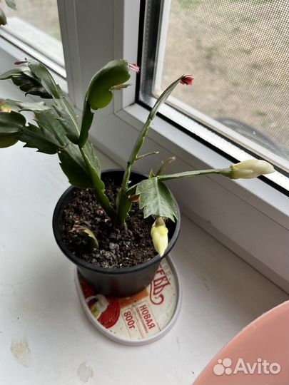 Белый декабрист