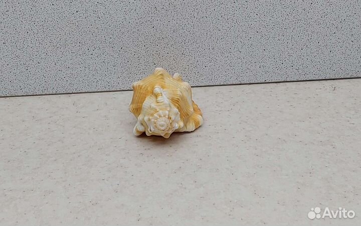 Циматиум 8,3 морская ракушка раковина