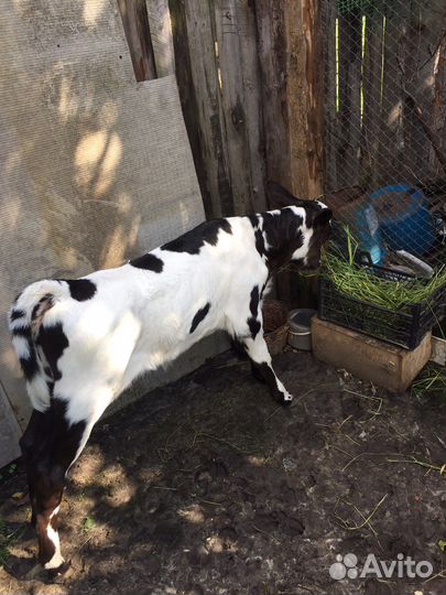 Продается телка 20 дней