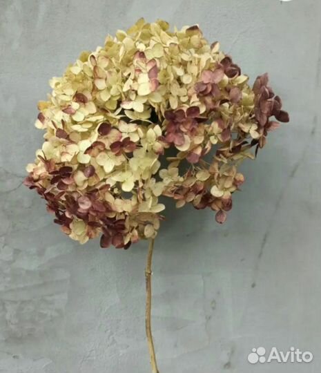 Сухоцветы. Гортензия