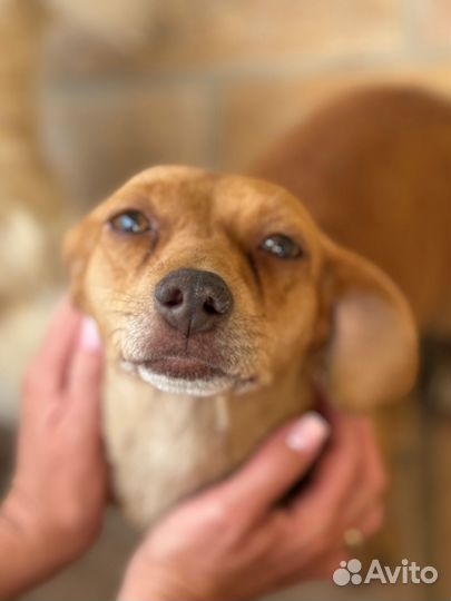 Маленькая собака в добрые руки бесплатно