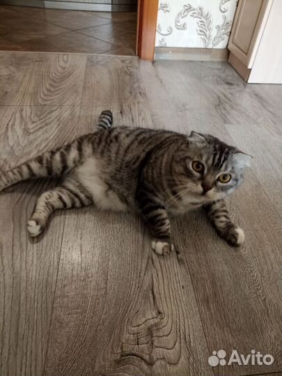 Кот Шотландский вислоухий, бесплатно