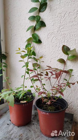 Саженцы голубики