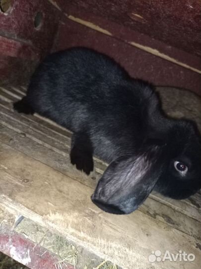 Продаю кроликов породы французский баран