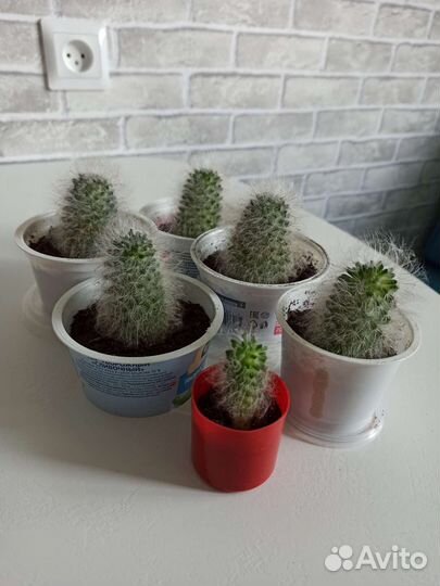 Кактус маммиллярия бокасанская