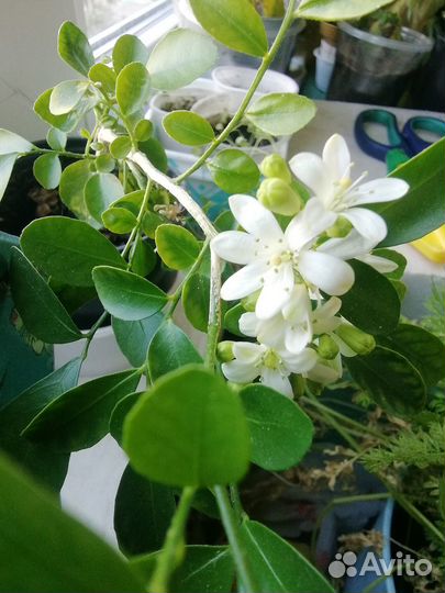 Мурайя метёльчатая, комнатное