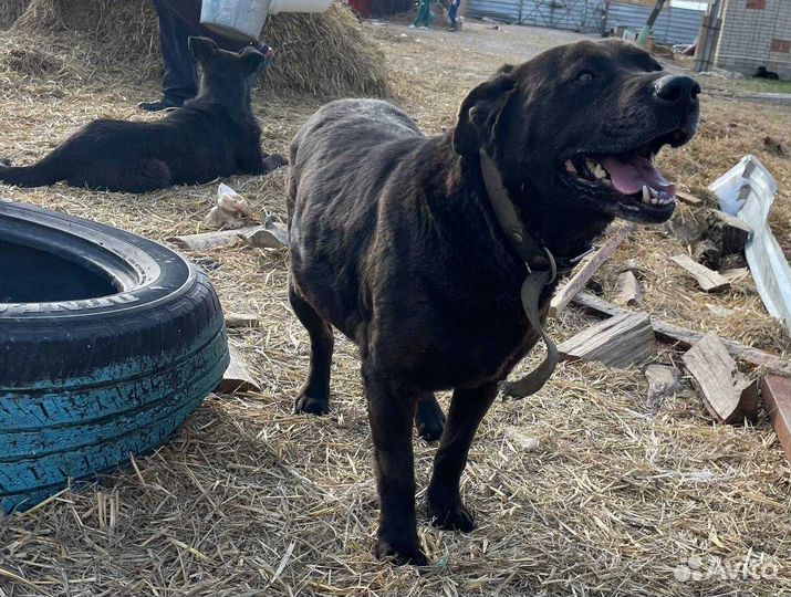 Собака Лабрадор в добрые руки