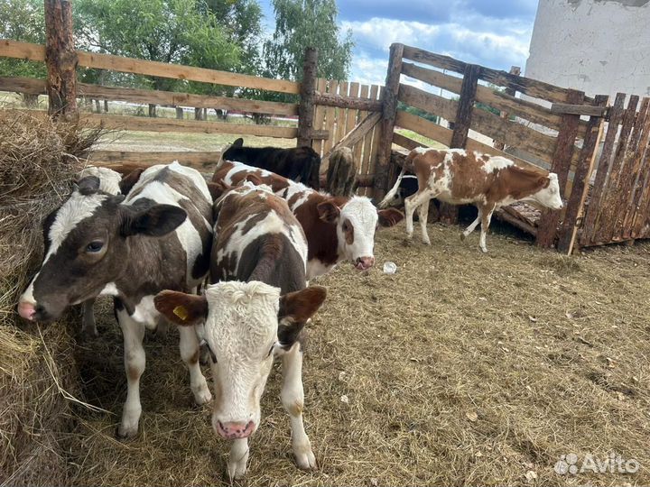 Продам телят