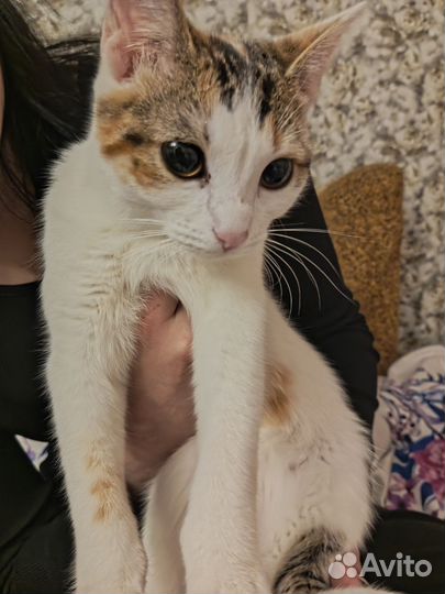 Кошка в дар