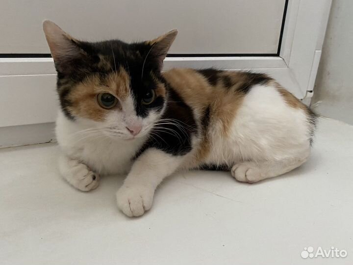 Кошечка в добрые руки