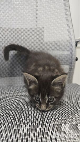 Девочка породы мейн-кун