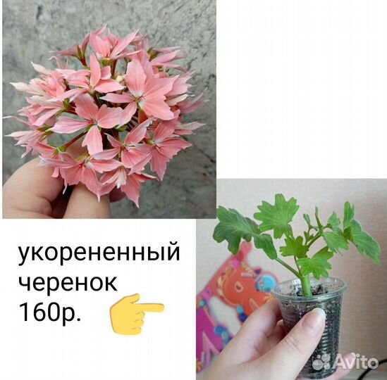 Пеларгония сортовая