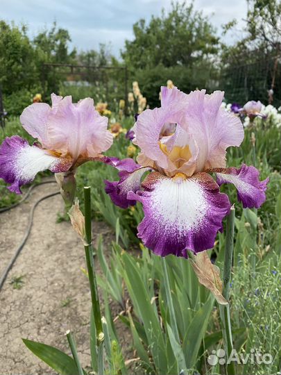 Ирис коллекционные