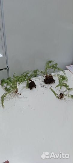 Папоротник нефролепис кардиковый