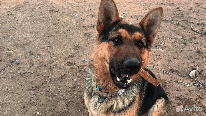 Немецкая овчарка вязка кобель