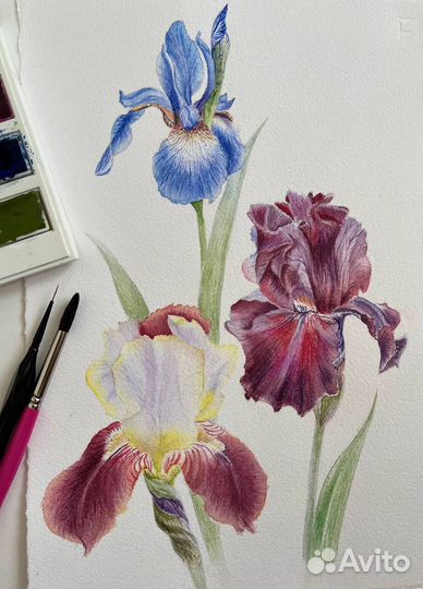 Картина акварелью Ирисы