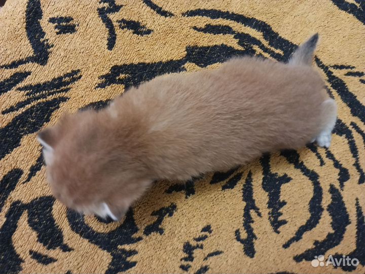 Британские и шотландские котятки