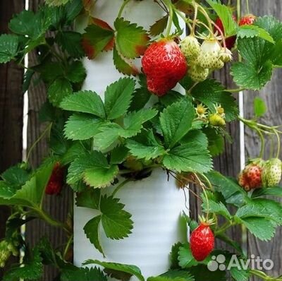 Ищем инвестора-партнера