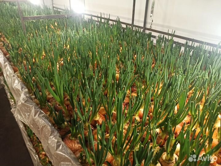 Луковая ферма