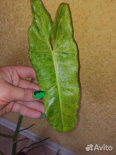 Филодендрон billietiae Paradiso verde(мраморный)