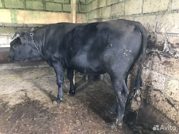 Бычки и быки