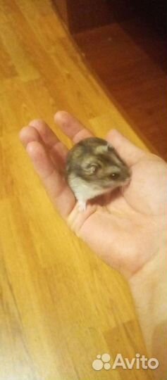 Сумбурские хомячки