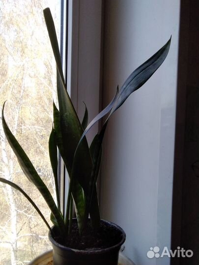 Сансевиерия (классический)