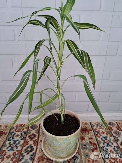 Драцена Сандера