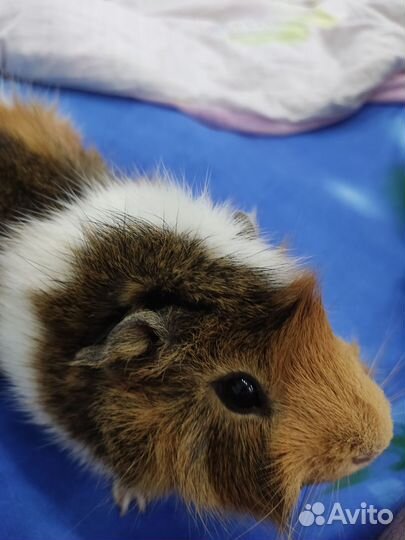 Морская свинка хочет секса, для случки