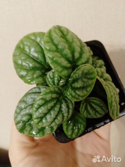 Пеперомия бурбелла и серебристая