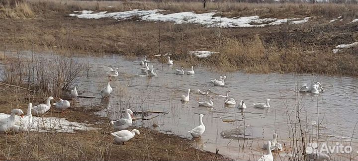 Гусята порода Линда