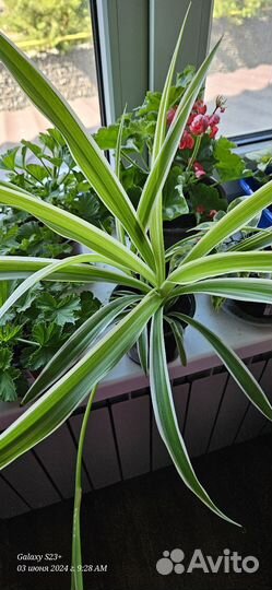 Хлорофитум