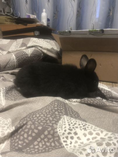 Кролик декаративный