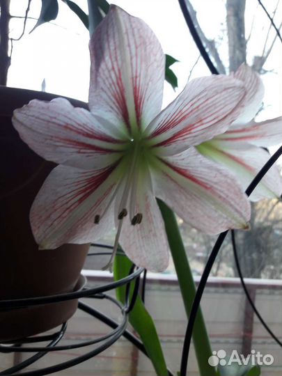 Гиппиаструм