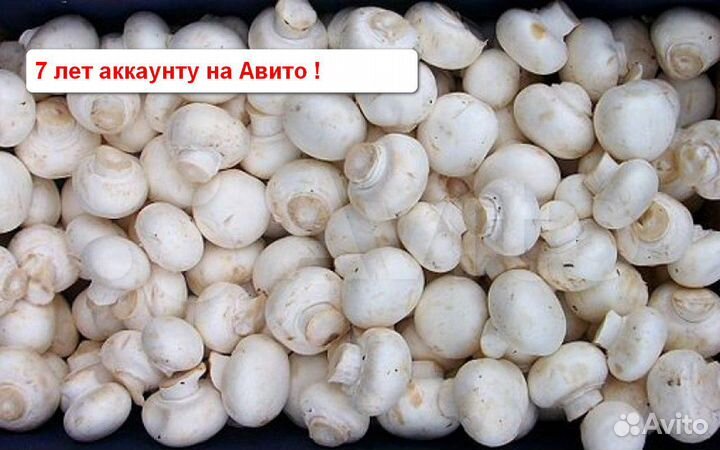 Грибы Мицелий Вешенки