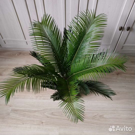 Пальма, Саговая пальма, Цикас