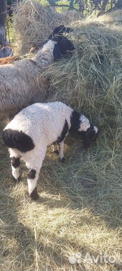 Ягненок (дорпер гиссар)мальчик