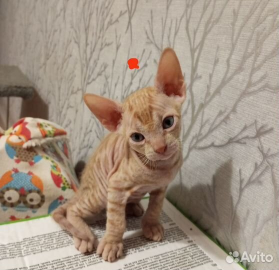 Котята донского сфинкса