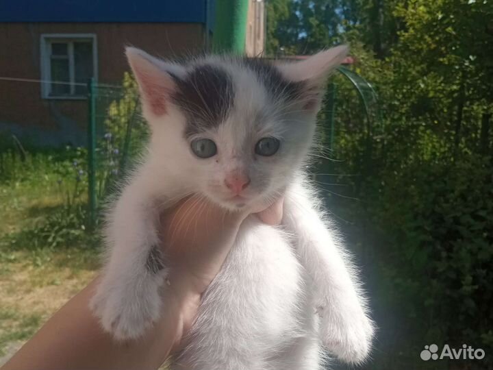 Котята в добрые руки бесплатно