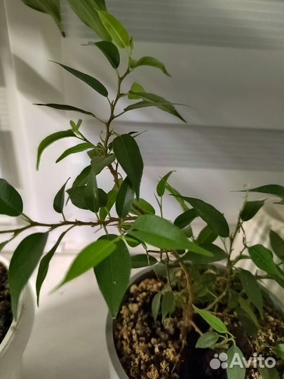 Фикус Бенджамина с горшком