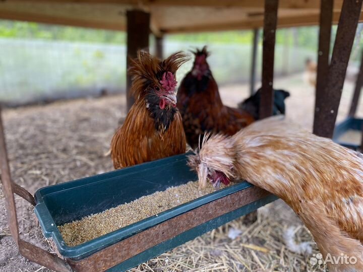 Молодые мини петушки бентамки