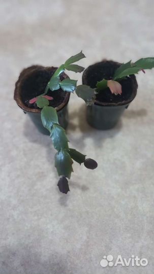 Декабрист шлюмбергера